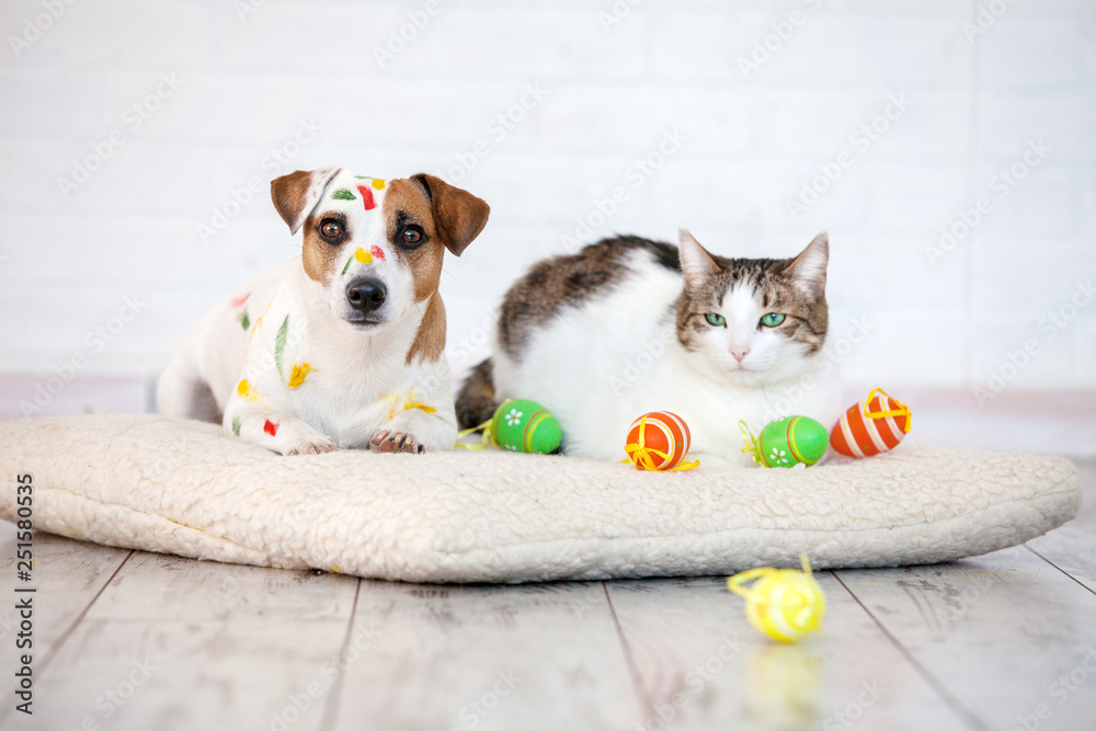 Dog and cat with easter eggs Stock-Foto | Adobe Stock