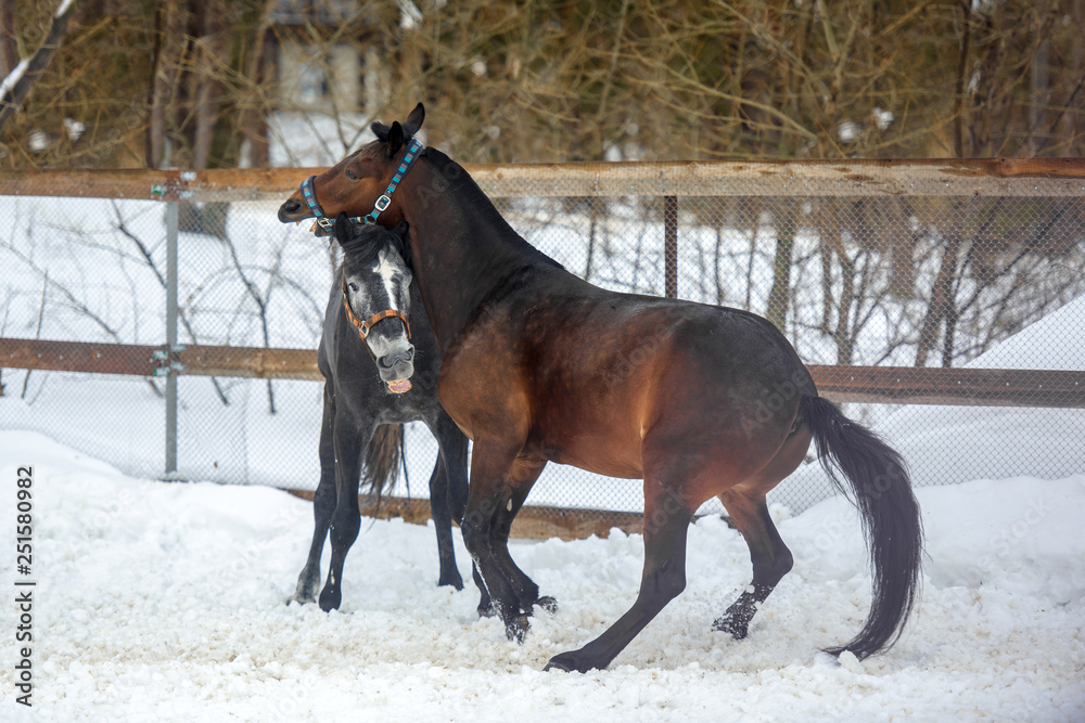 Domestic horses walking and biting each other in the snow paddock in winter Domestic horses walking and biting each other in the snow paddock in winter