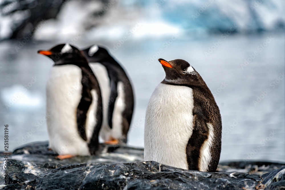 Obraz premium Penguins in Antarctica