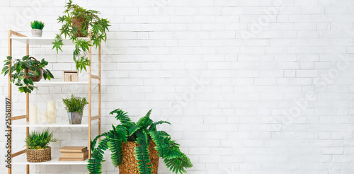 Bookshelf with various plants over white wall