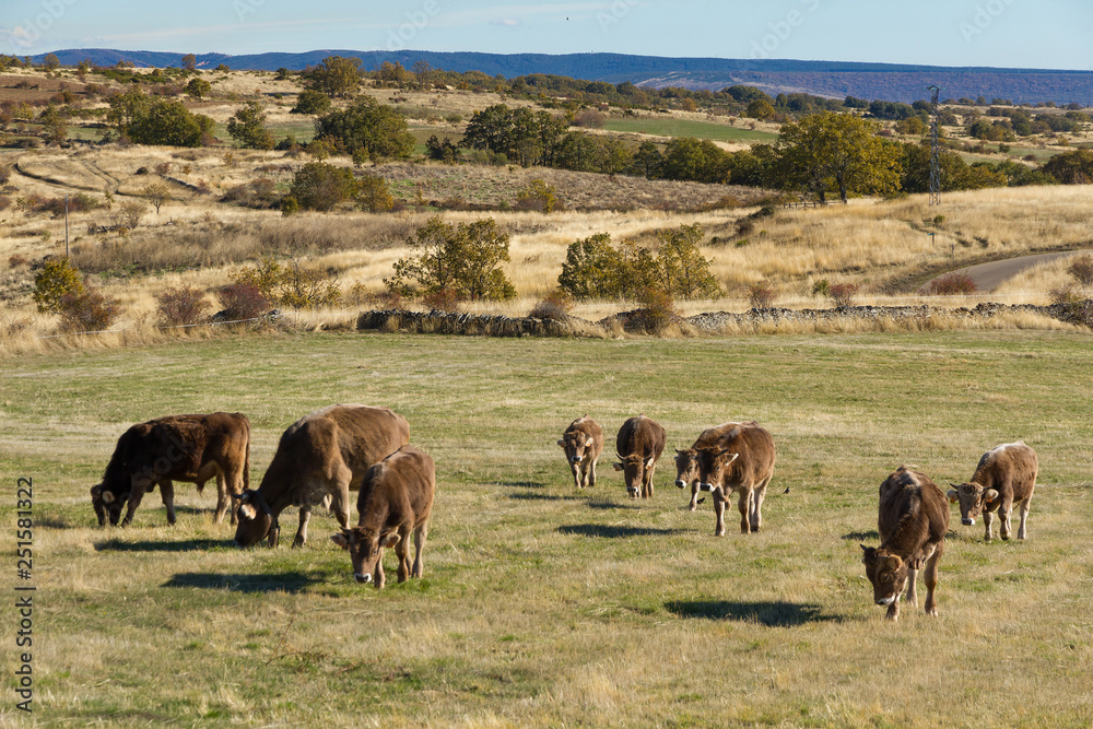 Manada de vacas pardas o marrones pastando en pradera otoñal en paisaje ondulado Manada de vacas pardas o marrones pastando en pradera otoñal en paisaje ondulado