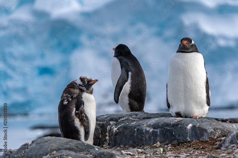 Obraz premium Penguins in Antarctica