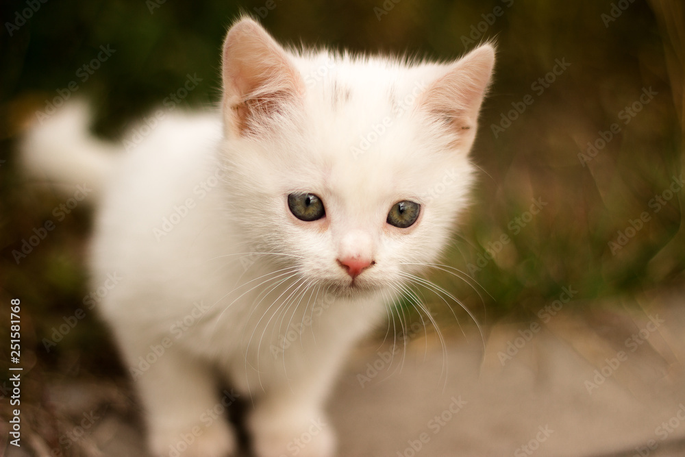 Cute little kitten playing outdoor. Portrait of red kitten in forest or garden looking interesting. funny kitten with white paws ready to jump at home farm. Animal baby theme