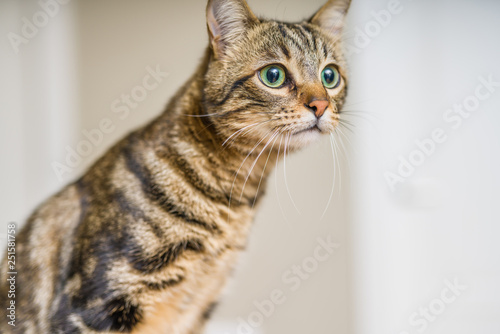 Fototapeta Naklejka Na Ścianę i Meble -  Cute short hair cat looking curious and snooping at home