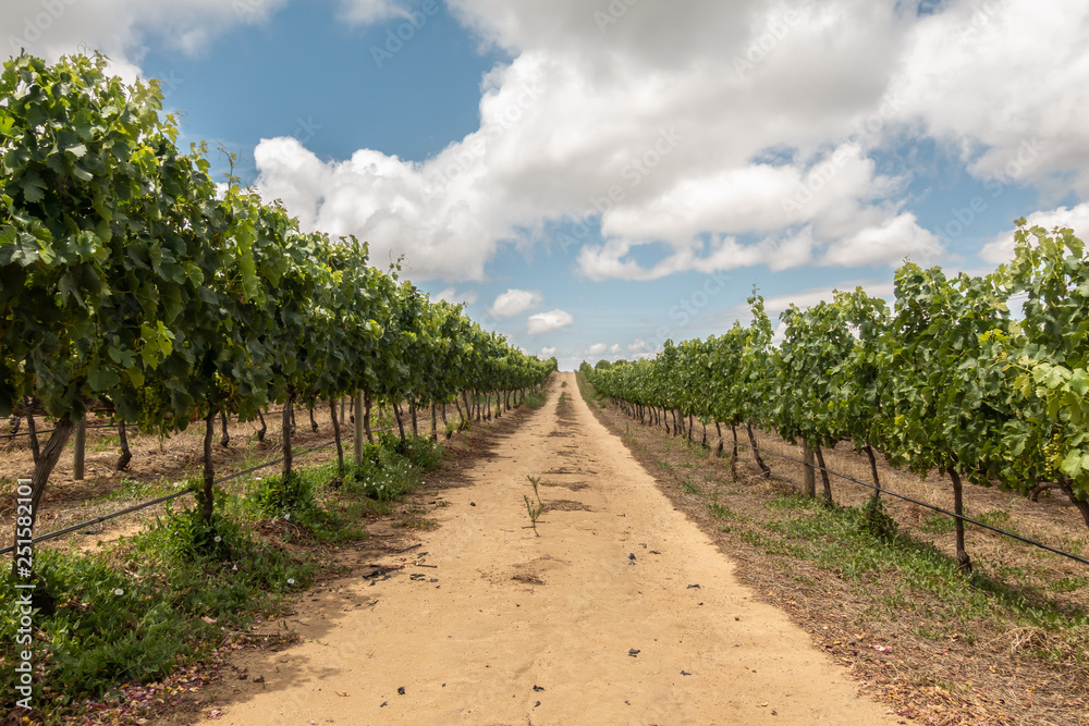 South African Vineyard