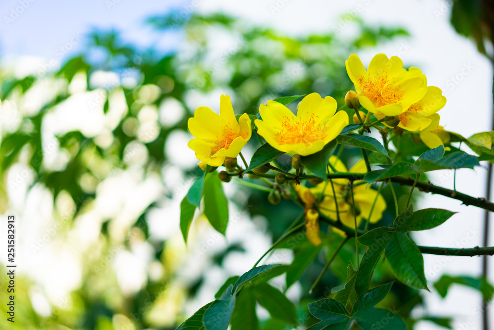 Apricot blossom is a symbol of the New Years of Vietnamese people. The flowers bloom during the days of the New Year and bring luck to people