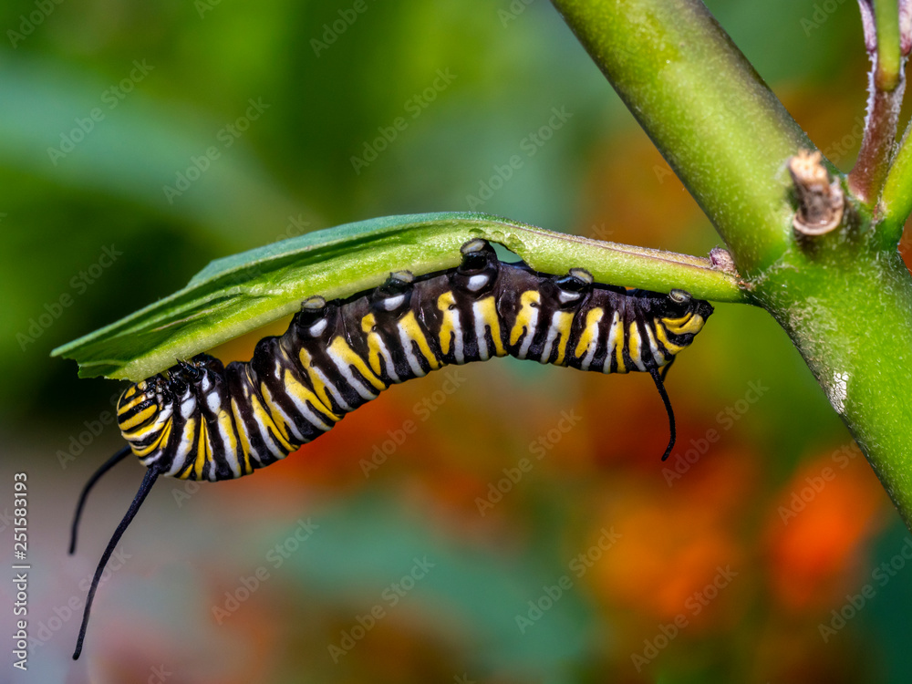 Caterpillar in late summer in garden