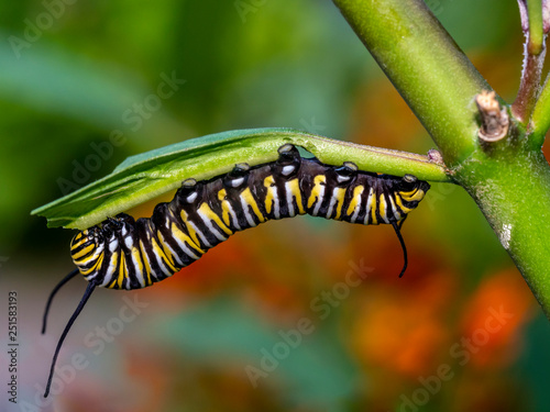 Caterpillar in late summer in garden © John Anderson