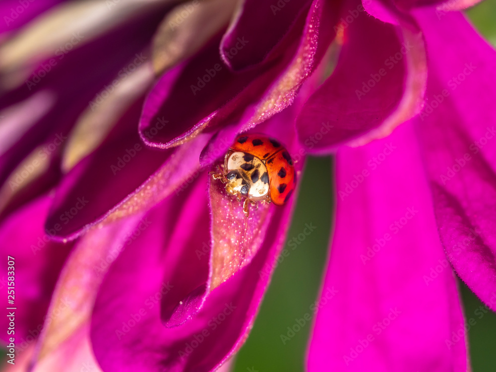 Coccinella magnifica , ladybird beetle. Coccinella magnifica , ladybird beetle.