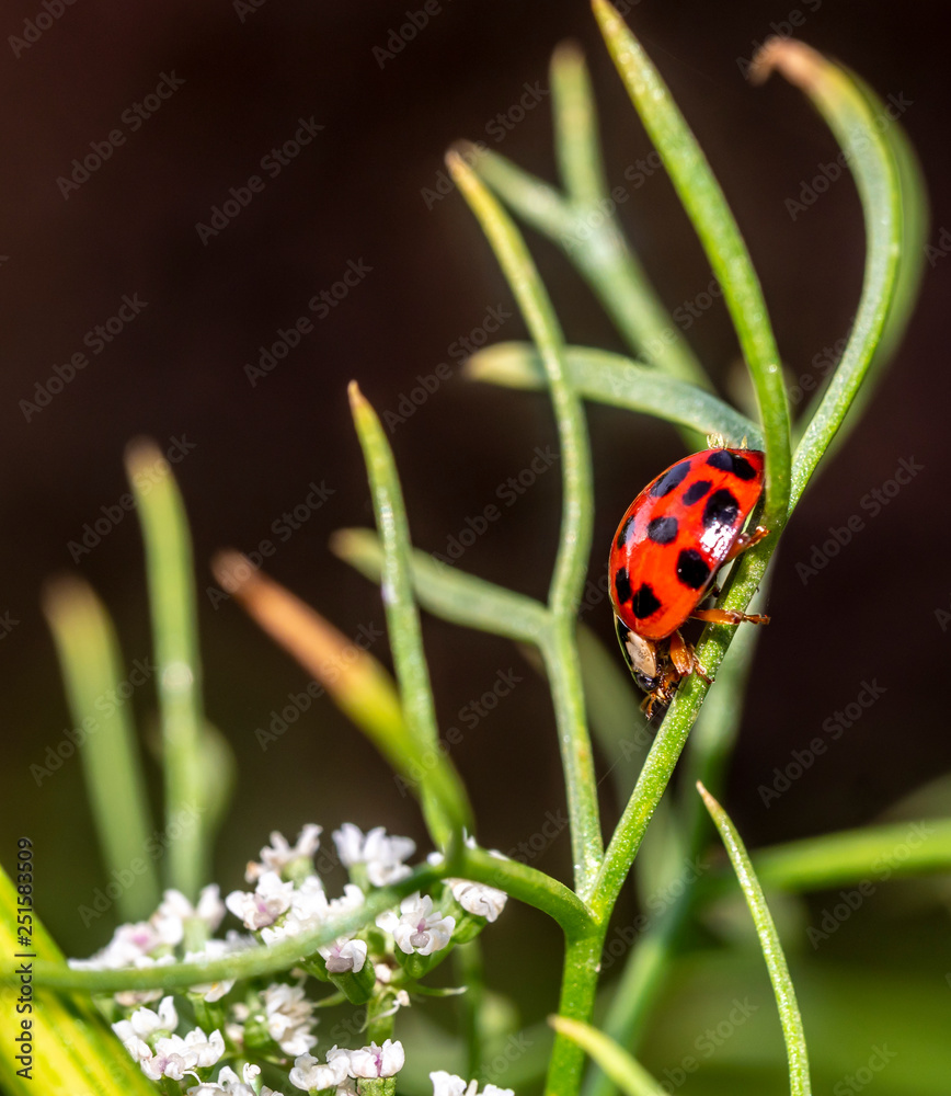 Coccinella magnifica , ladybird beetle.