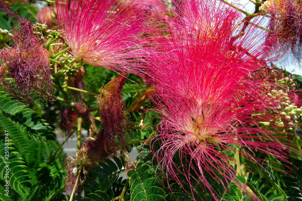 Flowers of Persian silk tree or pink silk tree (Albizia julibrissin) in ...