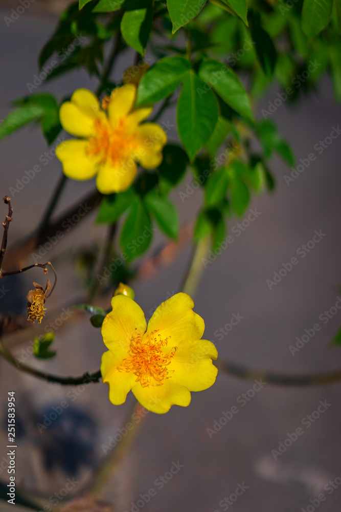 Fototapeta premium Apricot blossom is a symbol of the New Years of Vietnamese people. The flowers bloom during the days of the New Year and bring luck to people