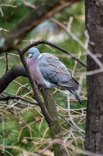pigeon on a tree © nedomacki