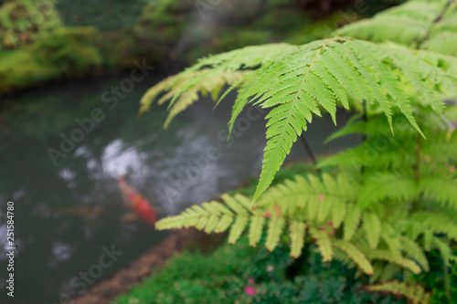 beautiful Green Fern  family tree For gardening 