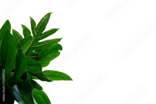 Waterplant leaves on white isolated background for green foliage backdrop  photo