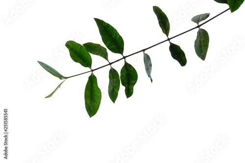 A twig of tropical plant leaves on white isolated background for green foliage backdrop 
