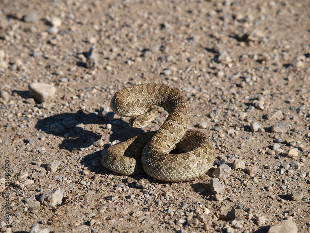 Fototapeta premium ready to strike