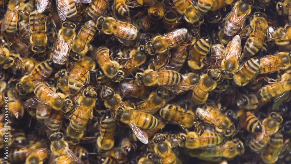 Macro shot of a forming bee's hive. Shot with a high-speed camera. Macro shot of a forming bee's hive. Shot with a high-speed camera.