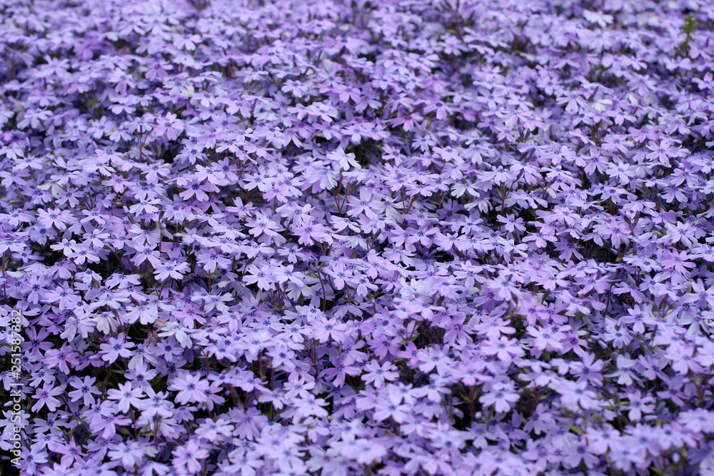 moss pink, moss phlox field