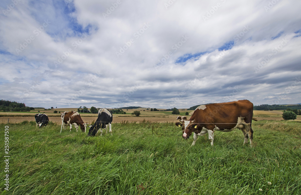 Cows in the field