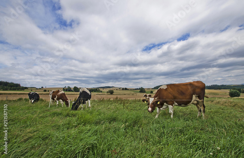 Cows in the field © Marcin