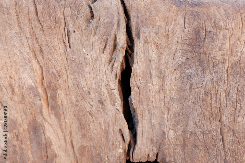 Naklejka premium wood texture and wood root