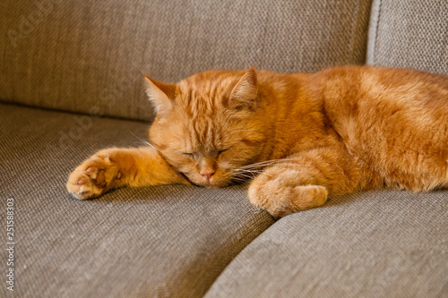 Sleeping redhead british shorthair cat lies on a pillow and sleeps