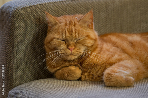 Sleeping redhead british shorthair cat lies on a pillow and sleeps