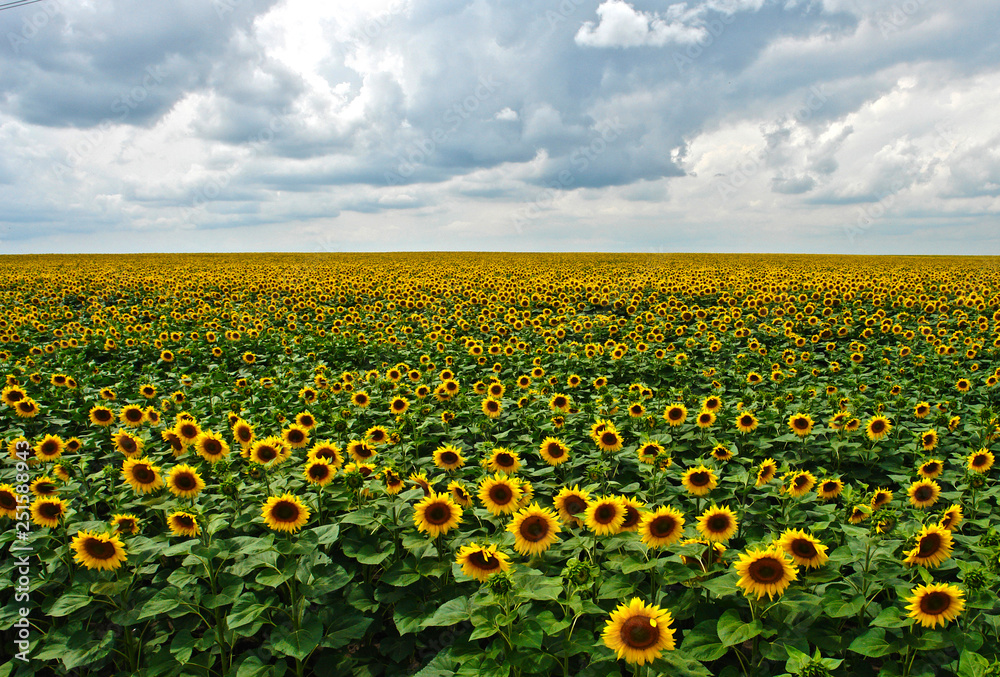 Sunflowers in bloom Sunflowers in bloom
