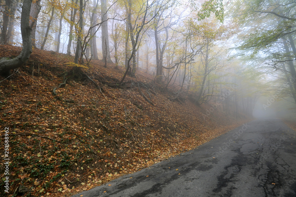 Naklejka premium Road in a misty beautiful autumn forest