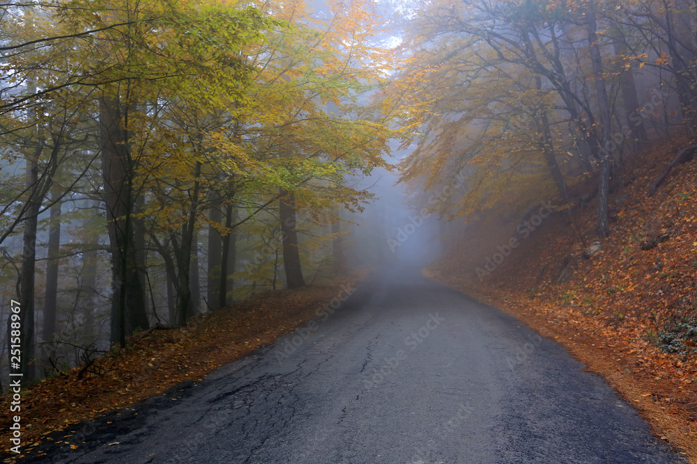 Road in a misty beautiful autumn forest