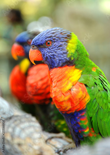 Theses Rainbow Lorikeets are perched on a branch and looking very colorful and tame. 