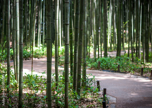 Bamboo groves of Kyoto s famous tourist attraction  Arashiyama.