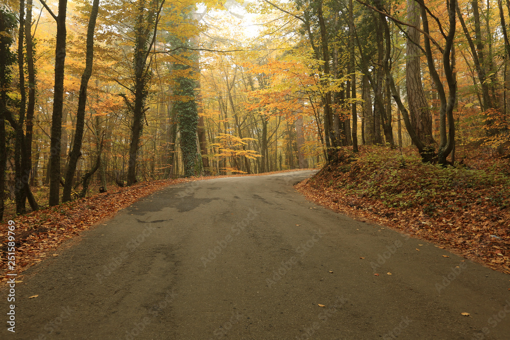 Obraz premium Road in the autumn forest