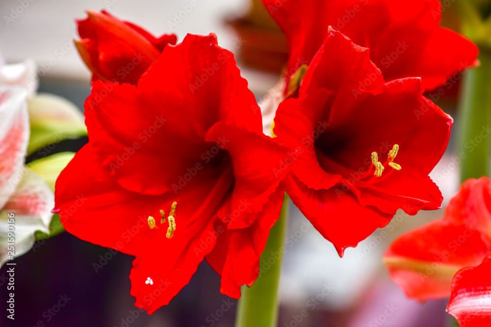 Flowers Blooming in the Warm Room in Winter-A Close-up of Red Flowers at the Vermilion Roof