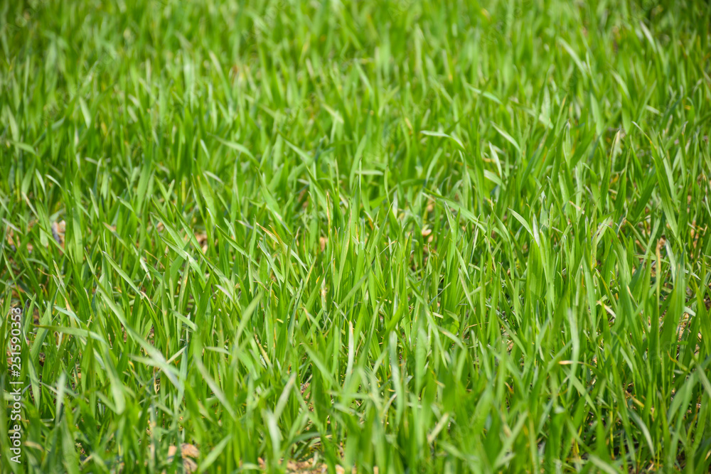 Green Field with Sprouts of Young Winter Wheat and Countryside Scenery Green Field with Sprouts of Young Winter Wheat and Countryside Scenery