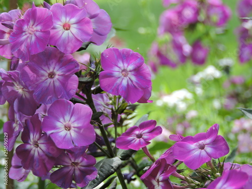 Purple flowers in the garden