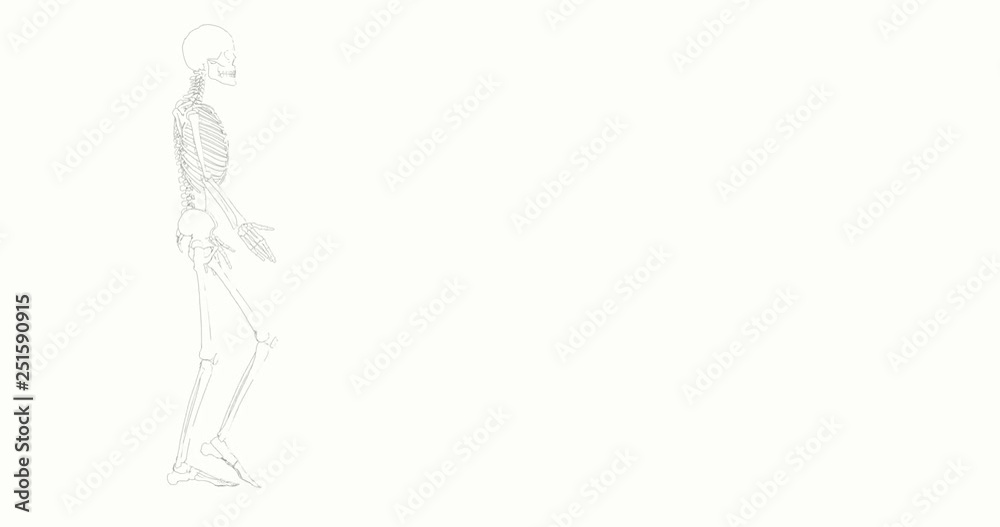 skeleton walking with proud on white background. seamless loop of a skeleton in 3d wireframe walking. Science background skeleton walking with proud on white background. seamless loop of a skeleton in 3d wireframe walking. Science background