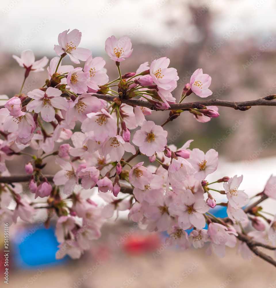 Beautiful cherry blossoms (or also known as 'sakura' in Japanese) with bokeh background in Kyoto's Yodogawa.