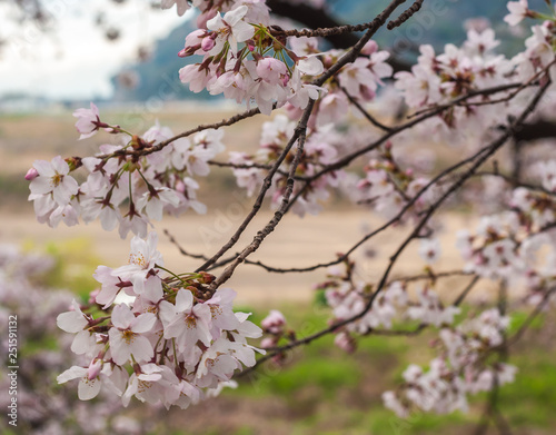 Beautiful cherry blossoms (or also known as 'sakura' in Japanese) with bokeh background in Kyoto's Yodogawa.