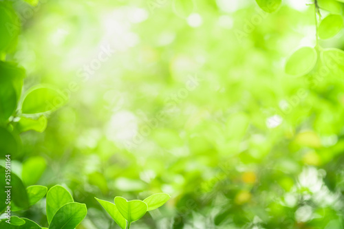 Closeup beautiful view of nature green leaf on blurred greenery tree background with sunlight in garden . It is natural ecology plant and environment copy space concept using for wallpaper © Dilok