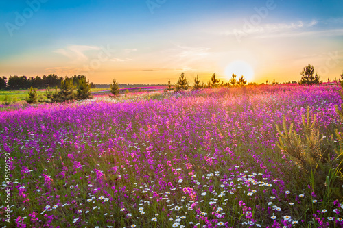 spring landscape with blooming wild flowers in meadow