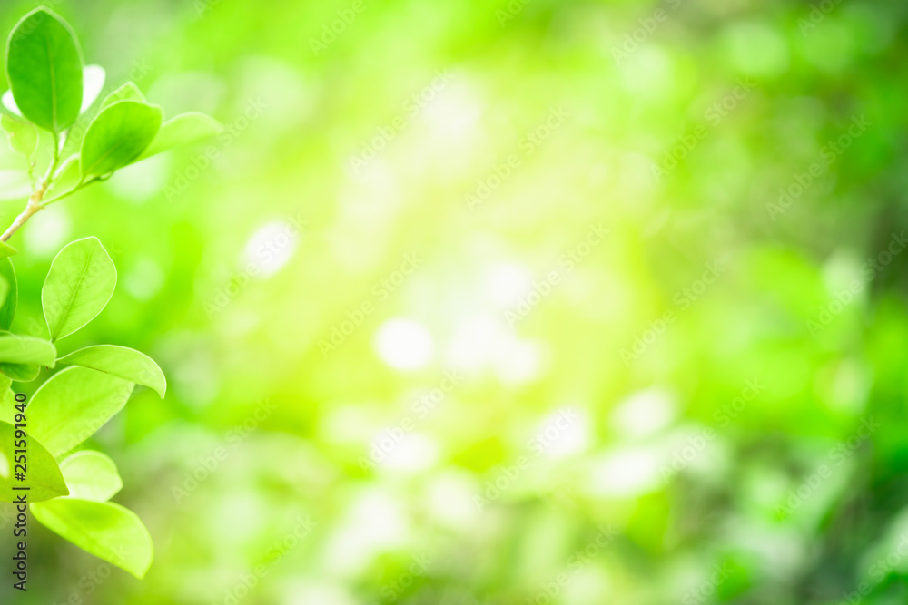 Close up beautiful view of nature green leaves on blurred greenery tree background with sunlight in public garden park. It is landscape ecology and copy space for wallpaper and backdrop. Close up beautiful view of nature green leaves on blurred greenery tree background with sunlight in public garden park. It is landscape ecology and copy space for wallpaper and backdrop.