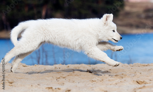 active puppy running breed white swiss shepherd