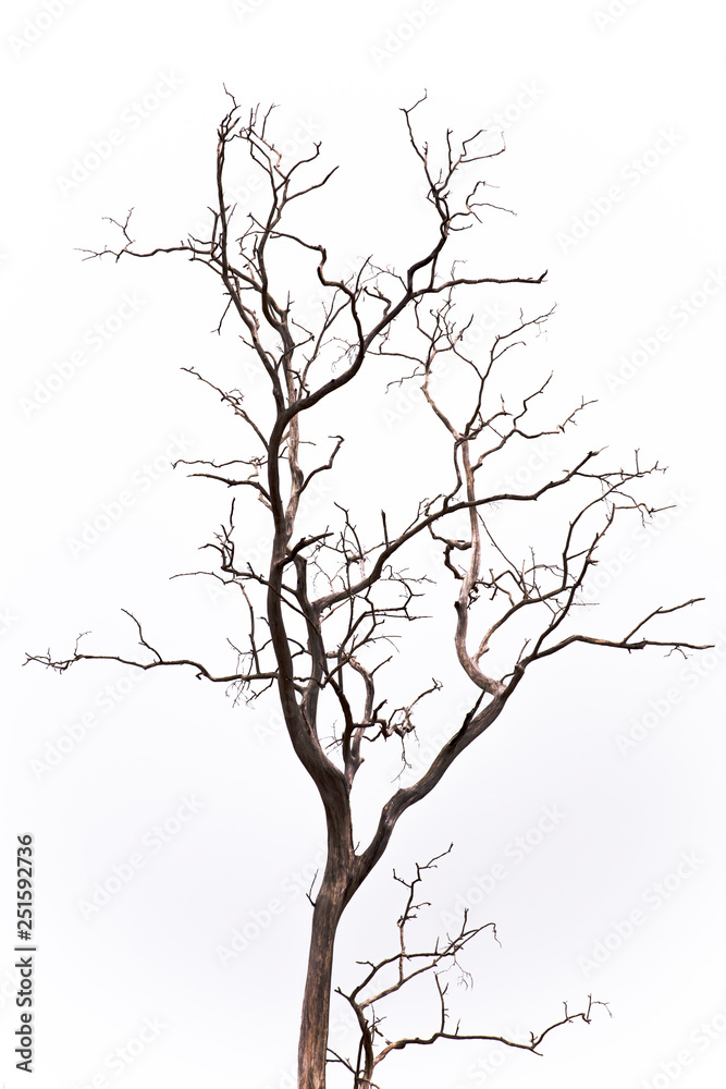 Dead tree isolate on white background. Dead tree isolate on white background.
