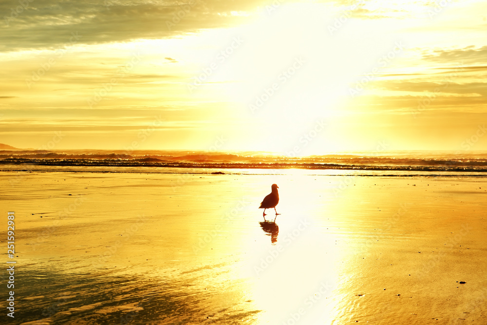 Obraz premium Bird sea gull in the rays of a golden sun on the sandy beach of the Atlantic Ocean. USA. Maine.