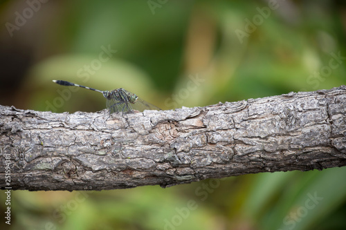 Dragonfly with blur background.
