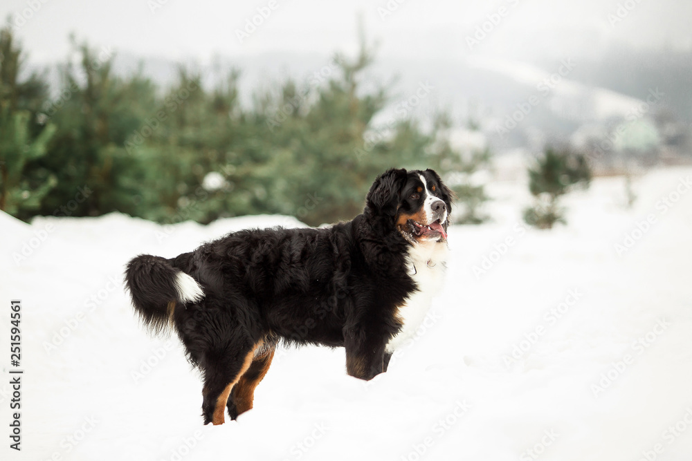 bernese mountain dog in winter forest bernese mountain dog in winter forest