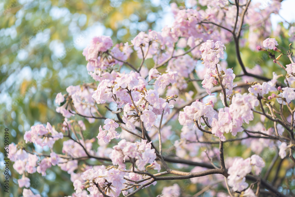 Pink trumpet tree 