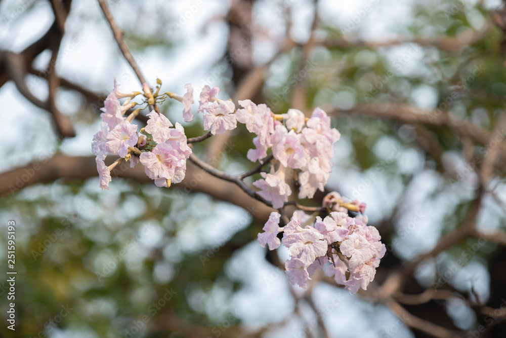 close up of Pink trumpet tree 